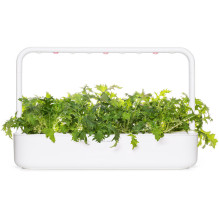Išmaniųjų Sodo Sėklų Papildymas - Click & Grow Mizuna Sėklų Papildymas, 3 Vnt. Išmaniųjų Sodo Sėklų Papildymas - Click & Grow Mizuna Sėklų Papildymas, 3 Vnt.