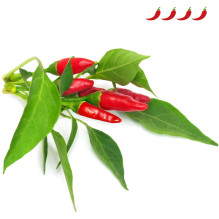 Click &amp; Grow Piri Piri...