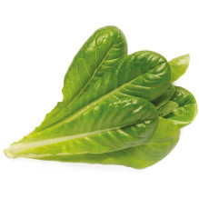 Click &amp; Grow SGR50X3...