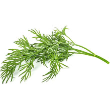 Click &amp; Grow SGR49x3...
